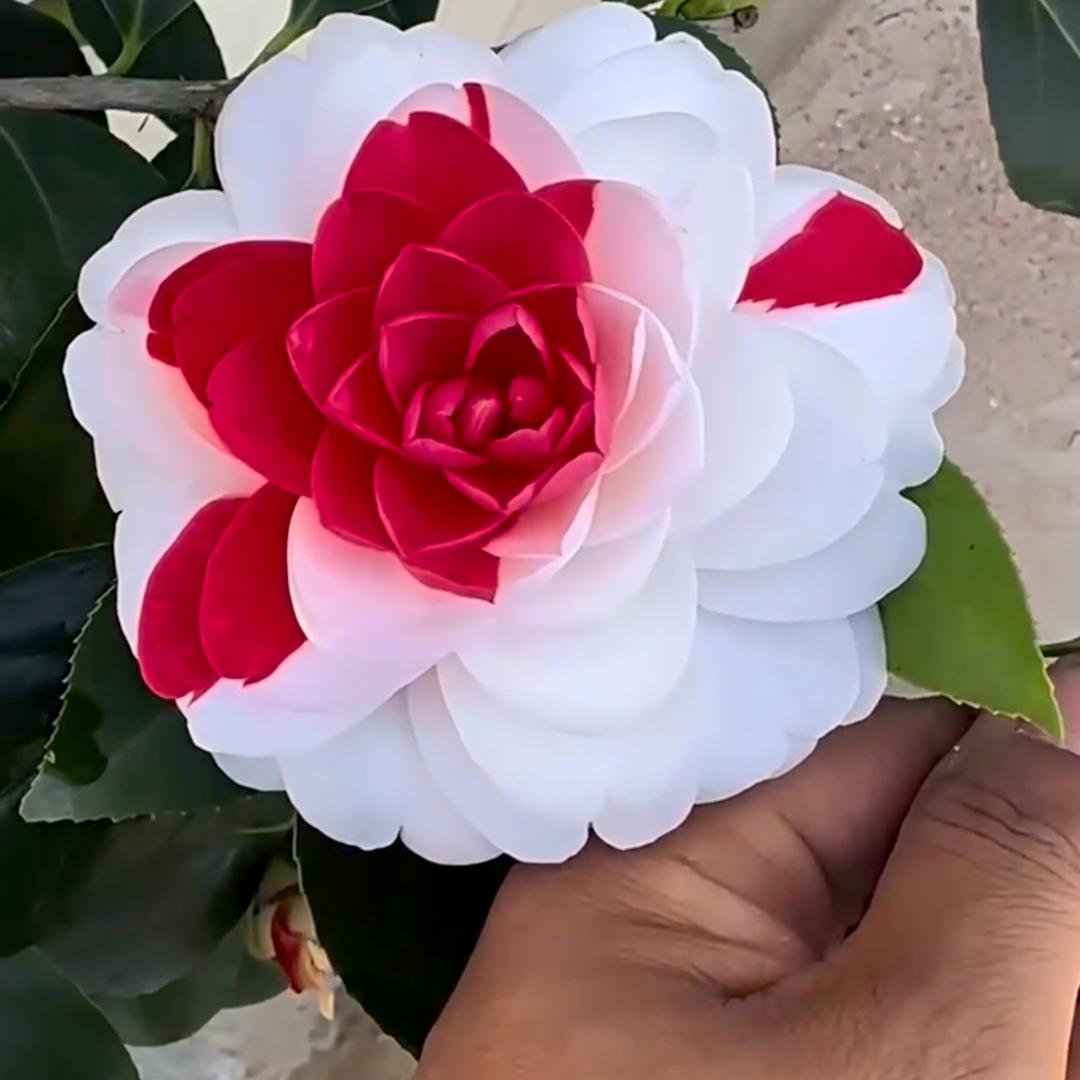 海之涵茶花苑