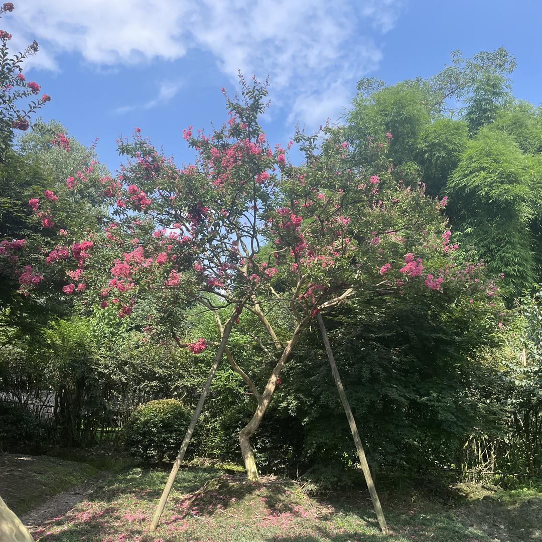 好运朵朵来