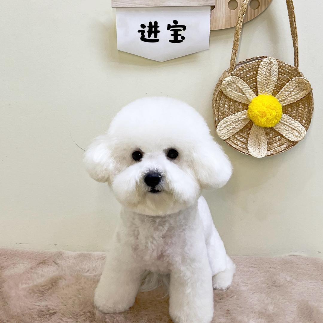 进宝是只小比熊