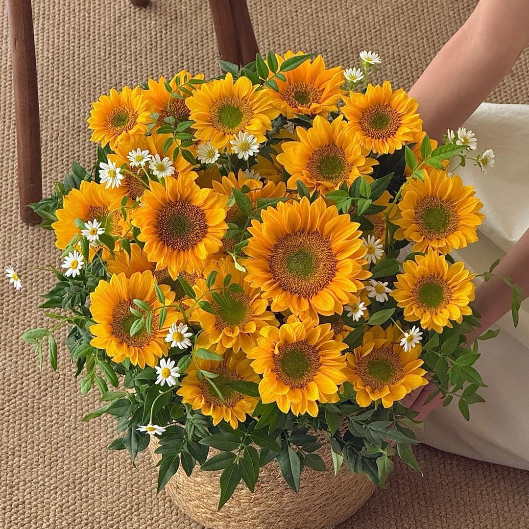 植 觉 全疆包邮