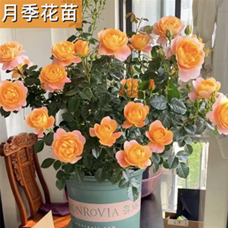 广州艺达园艺种植有限公司