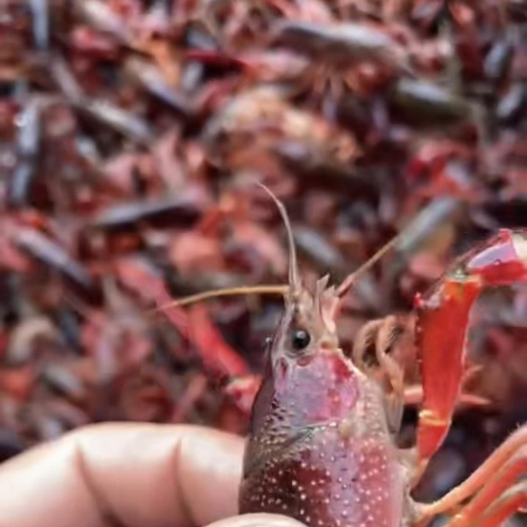 谷山李弟海鲜批发部