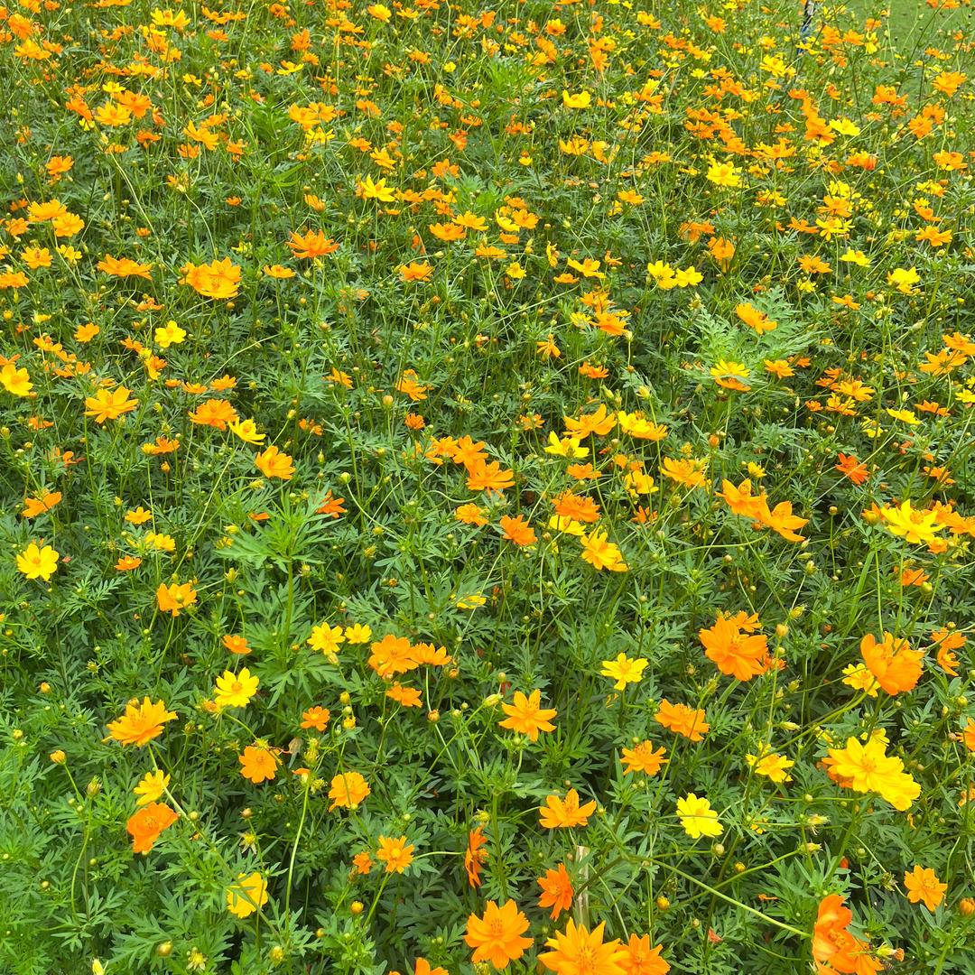 年糕潮玩小铺子