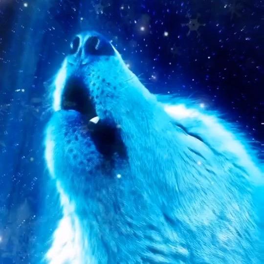 ❄️狼