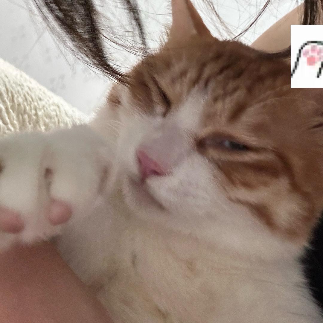 糖糖