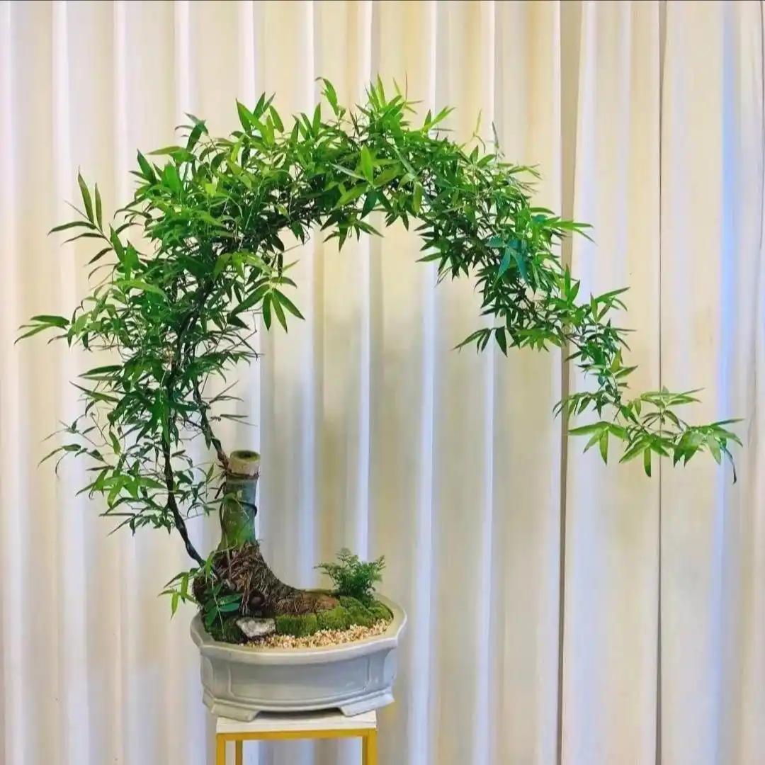 挖桩人绿植