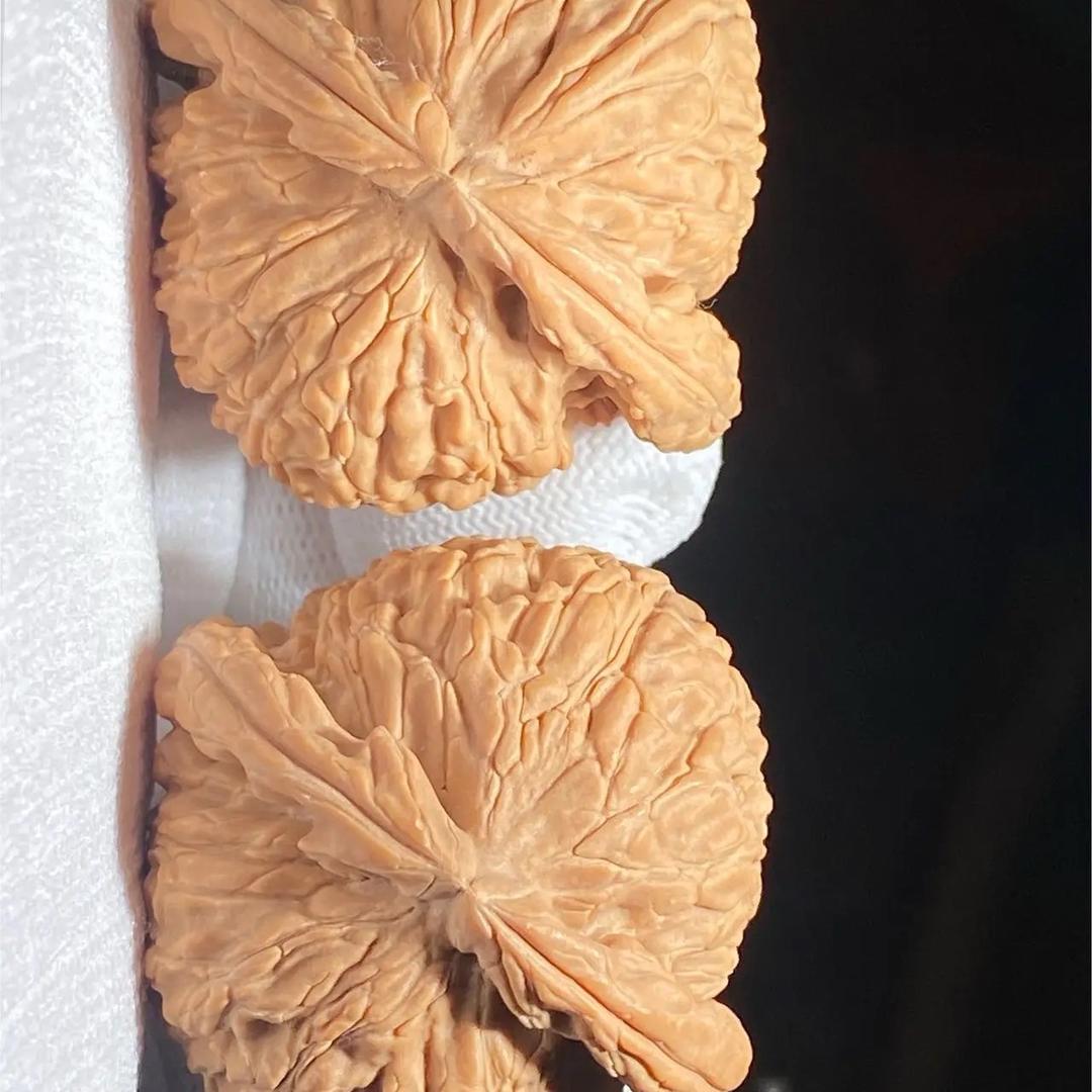 超级大核桃青皮