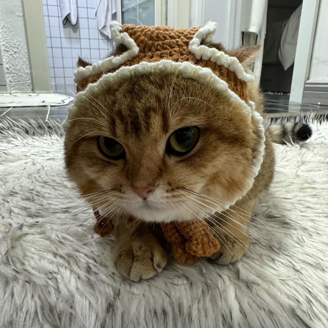 ·發發～/•᷅•᷄\੭