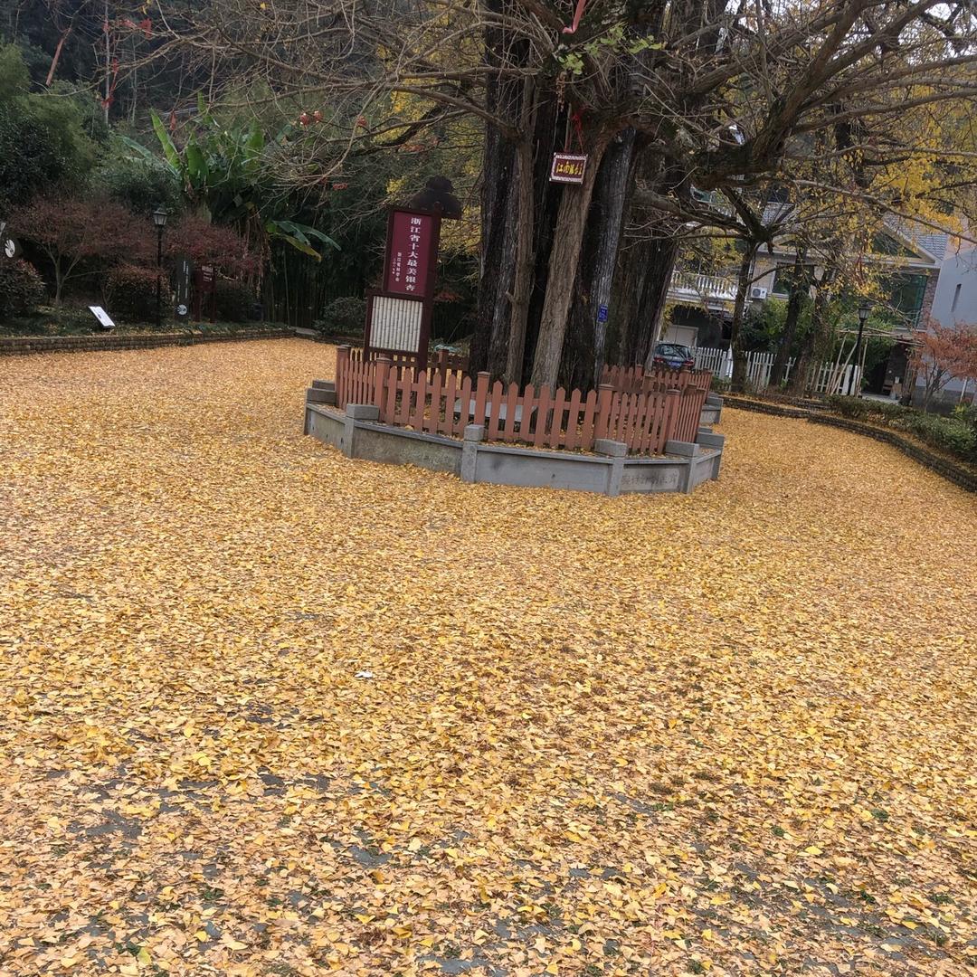 谢凯