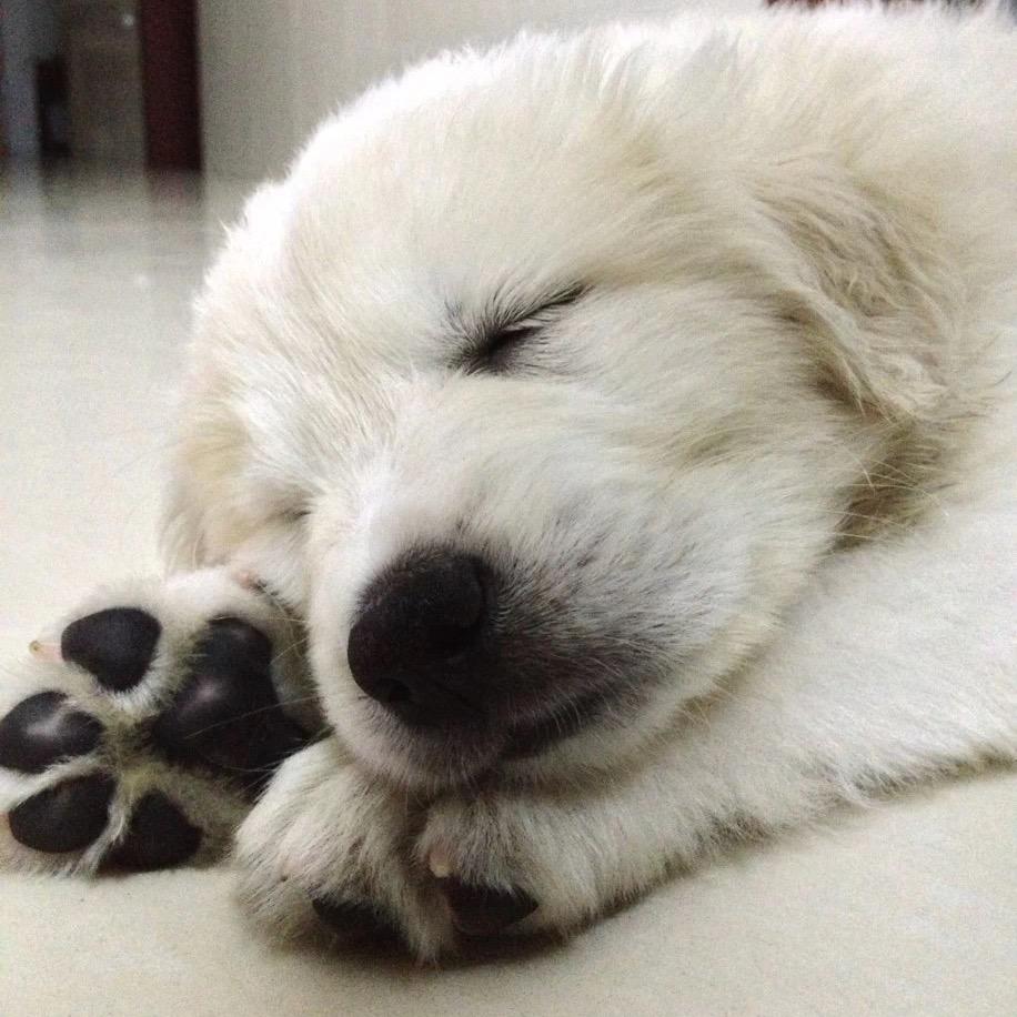 Bear_bear_ivy头像