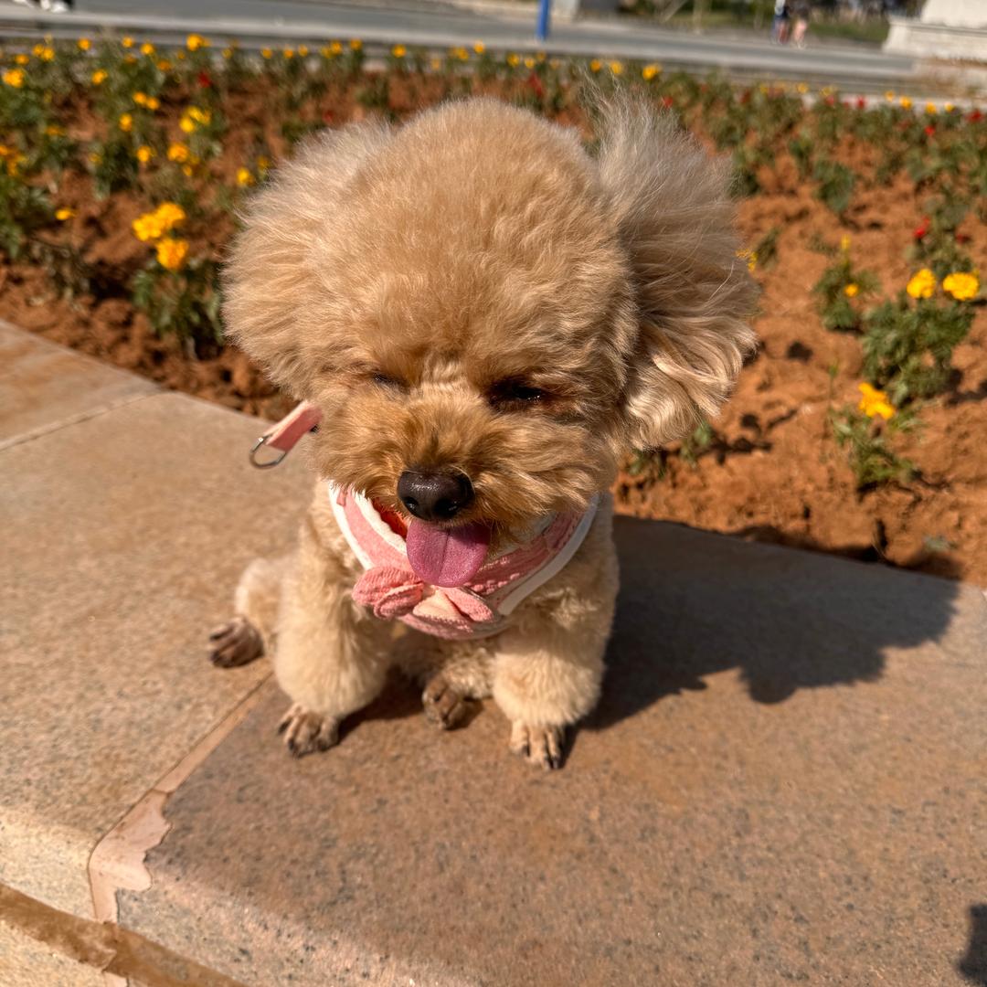 可心儿二公子