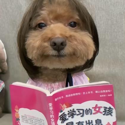 不叫啵崽
