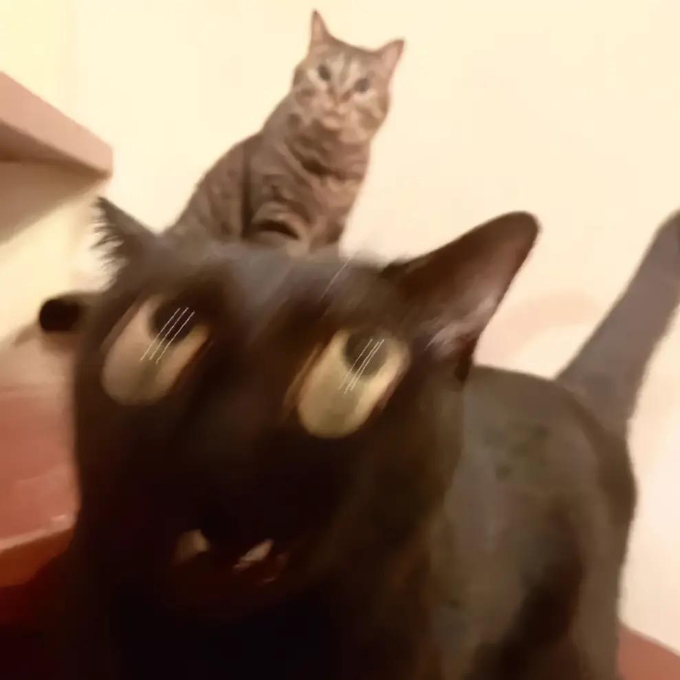 玩apex奔现小蛋糕，结果是直布罗陀前辈