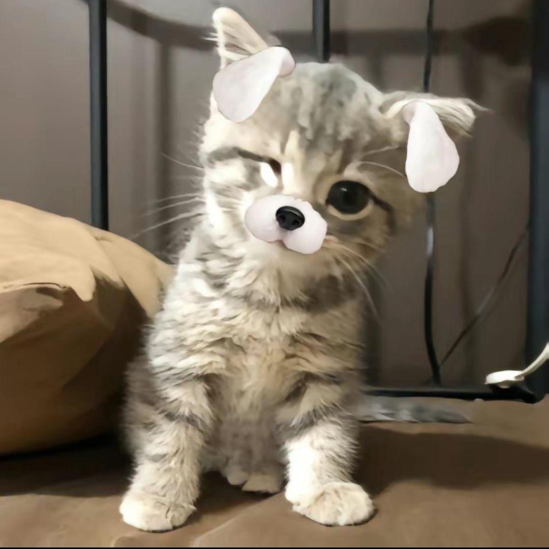 小狗咪Z☡zᶻ ⌁