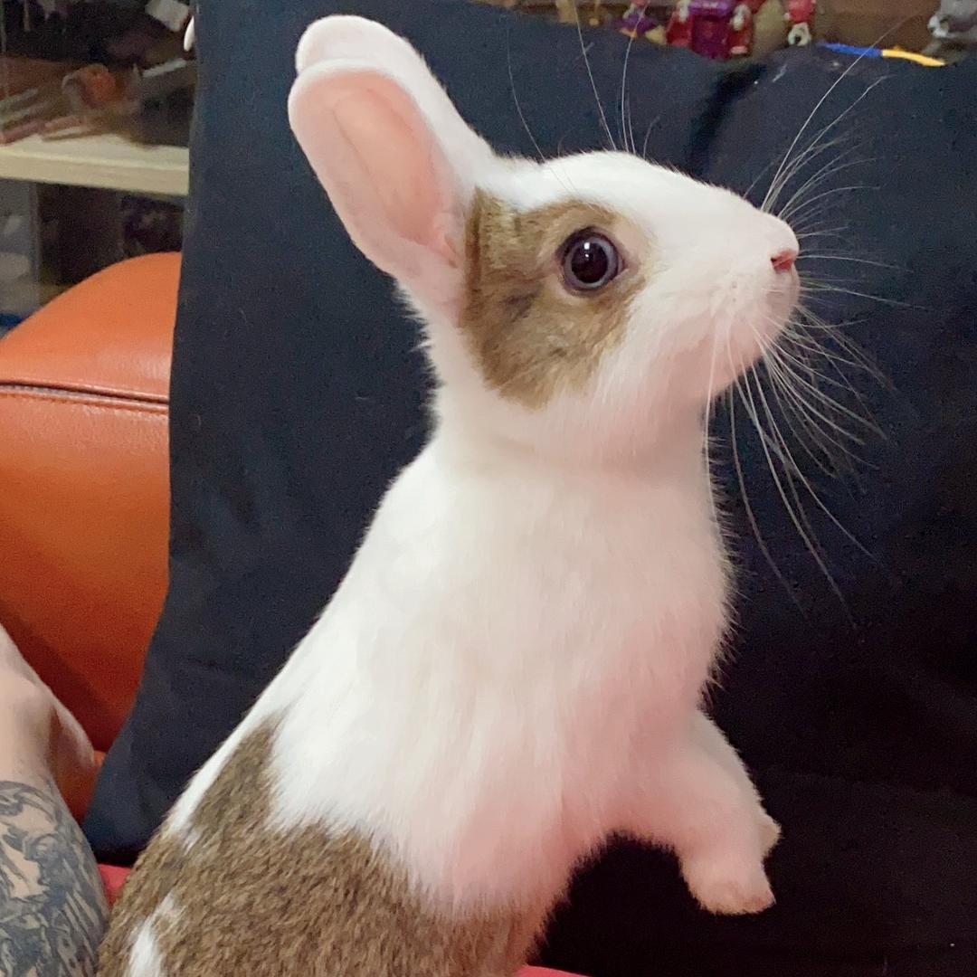 小小摩卡大花花