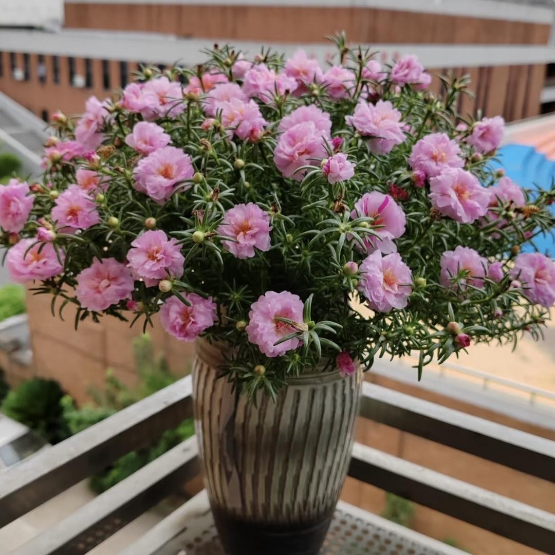 苗大姐鲜花绿植批发