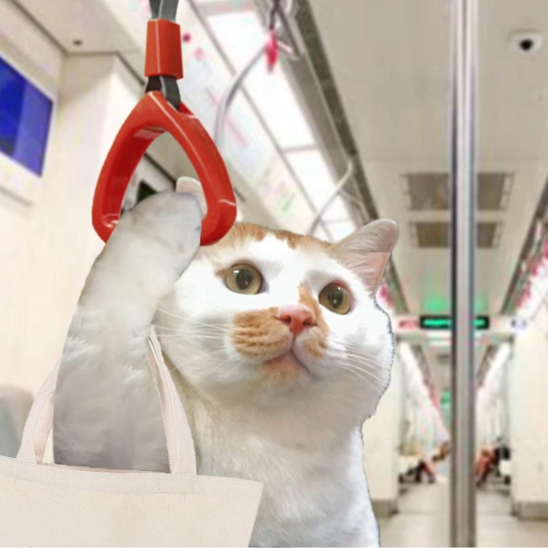 小猫吃吃吃