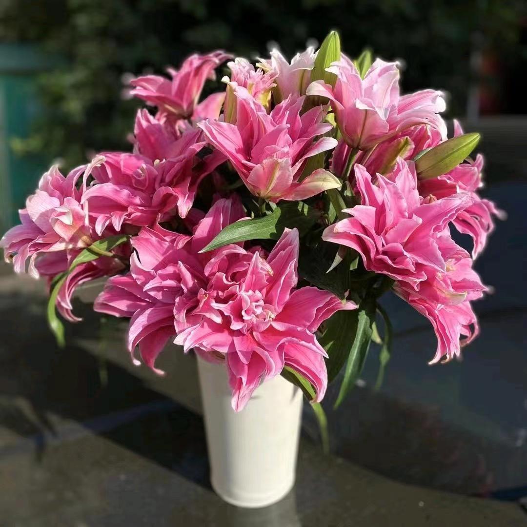 吾声花卉精选小铺