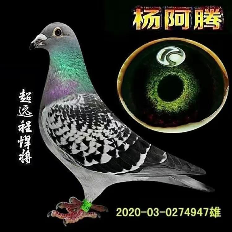 赛鸽之家🐦（扬帆起航）