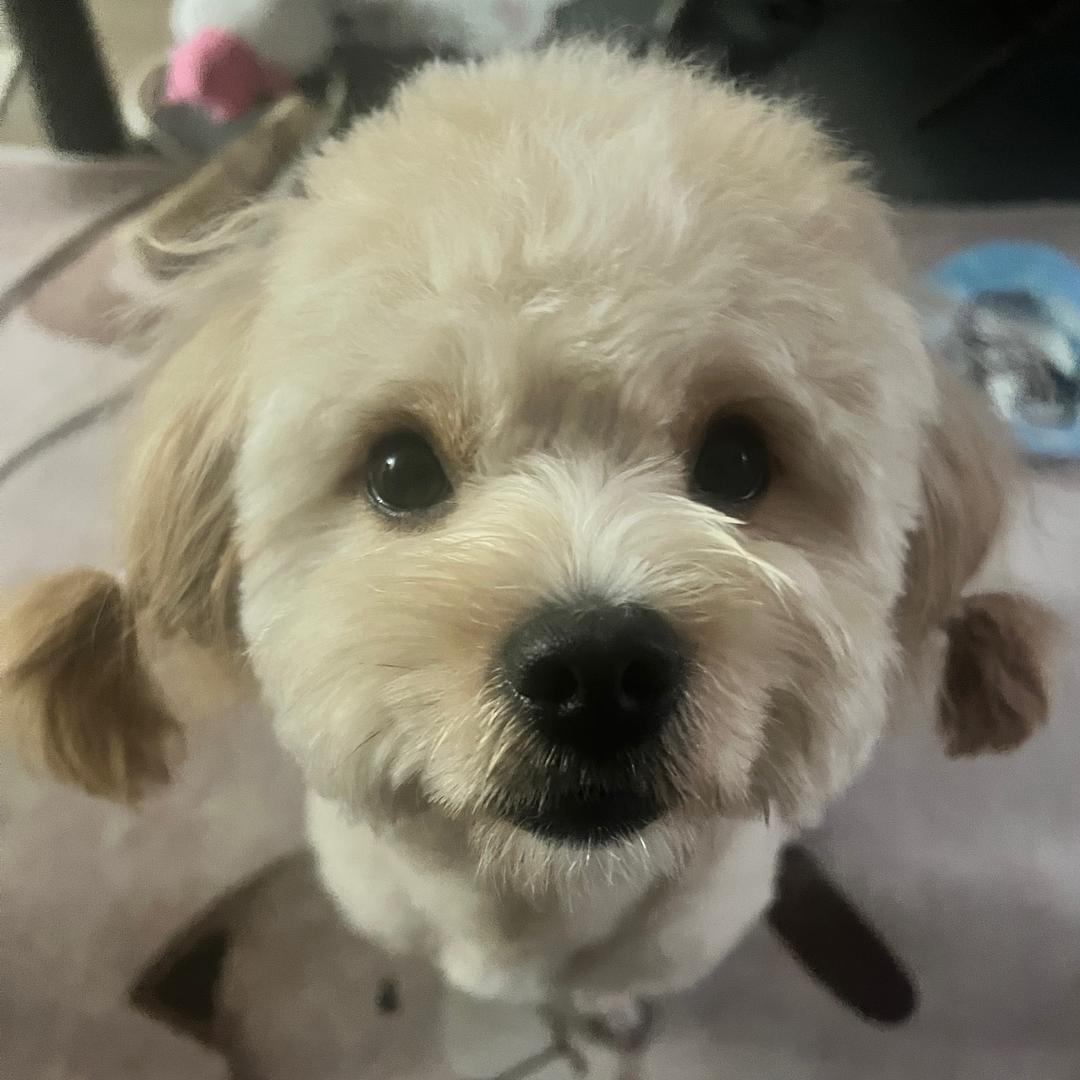 「太阳当空赵」