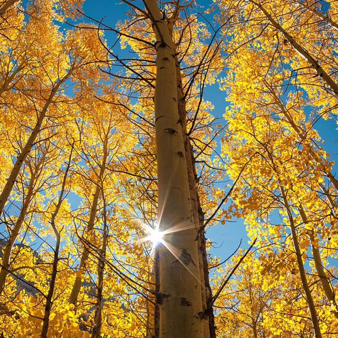 🌼自由如风🌼