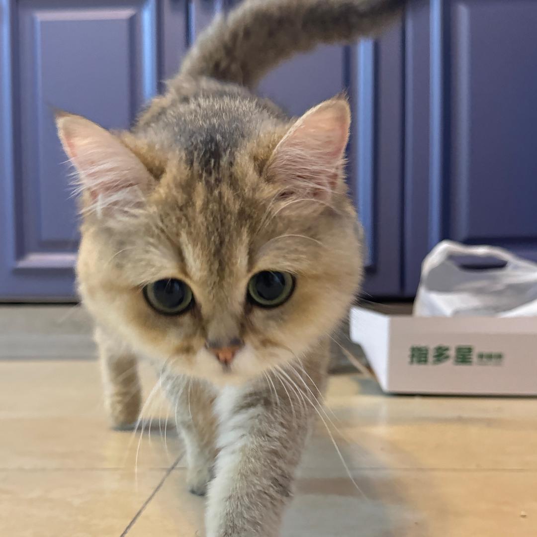 小海绵