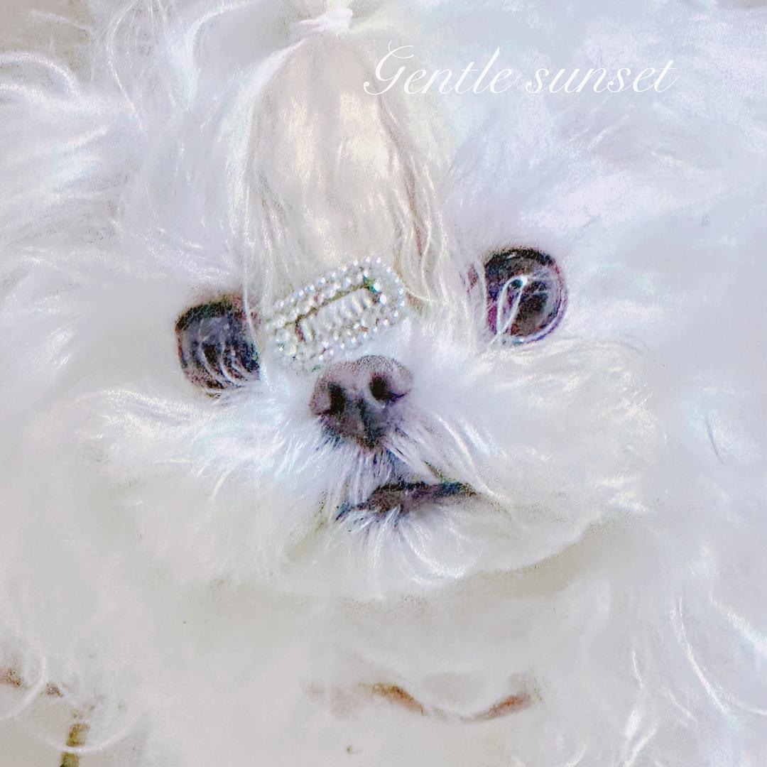 鲍鲍《宠物发夹私人定制》