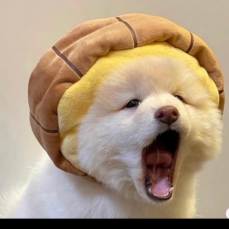 白了白