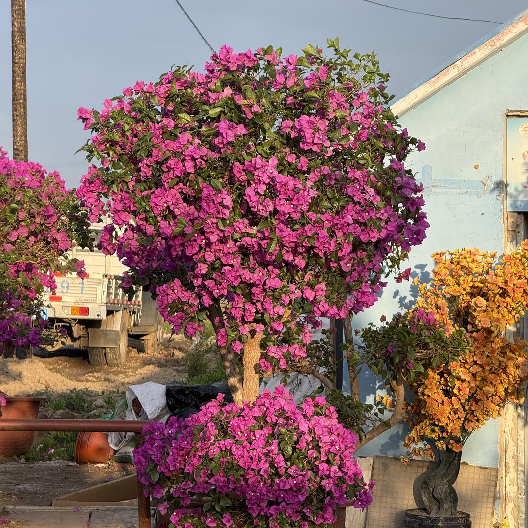伊犁花农-翠绿花卉