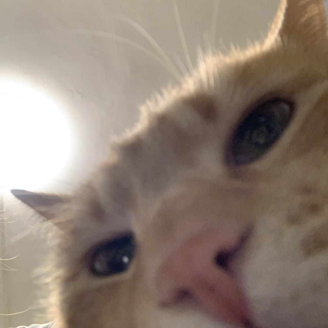 冬瓜糖