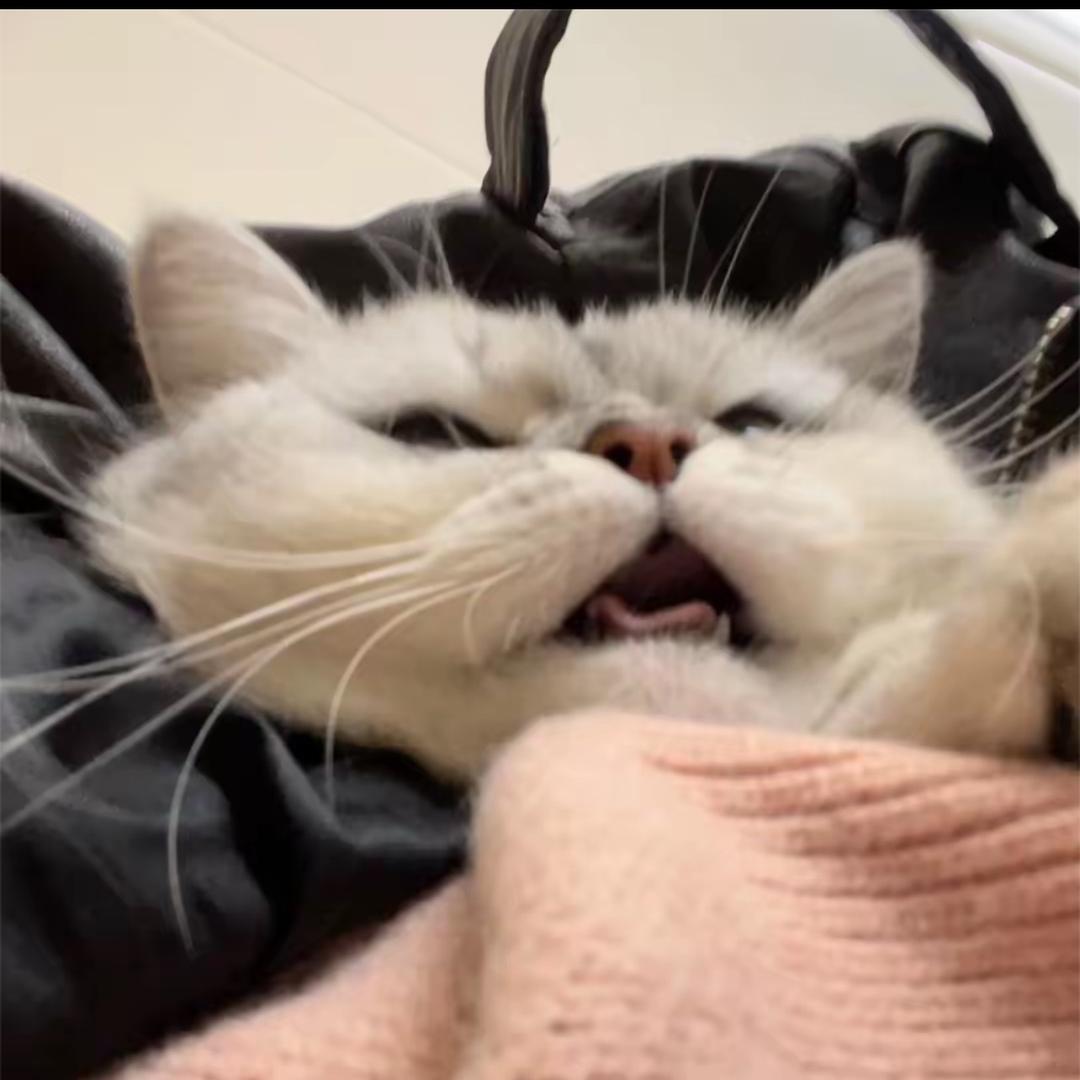 小茂咪猫咪