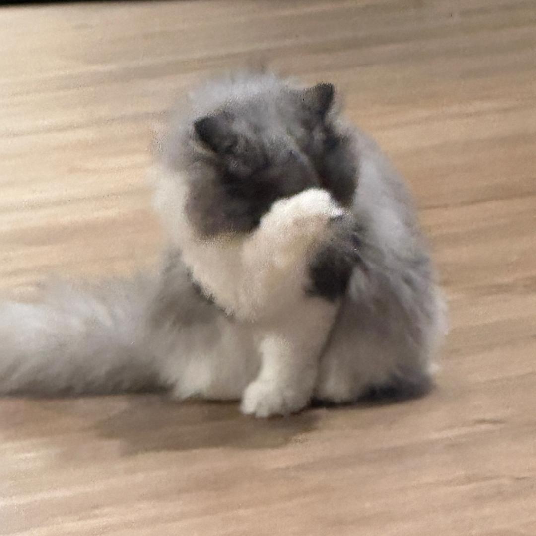 我叫小美（见过🦈🐱🦖🐦🦉🐯）