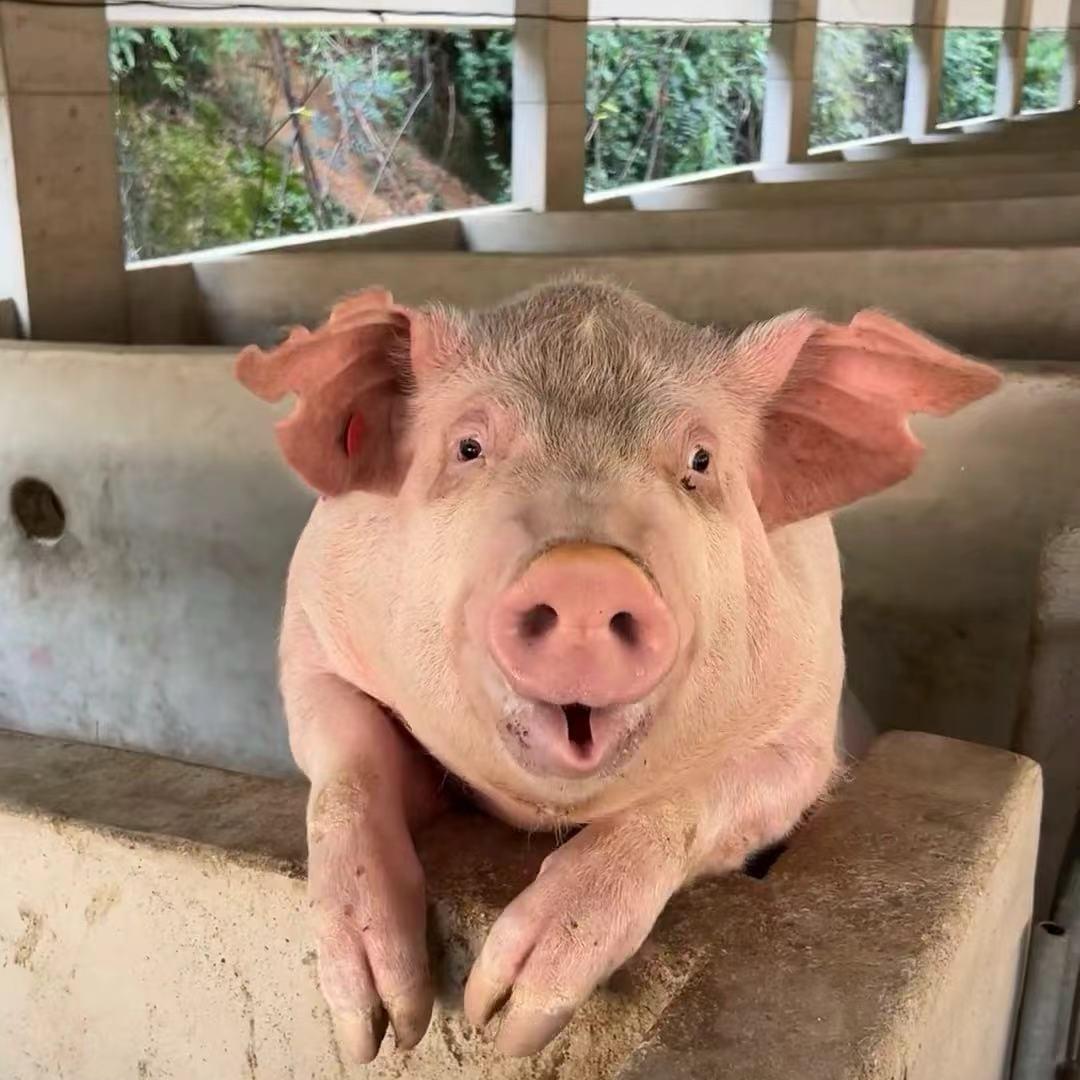 惠东边猪散货批发