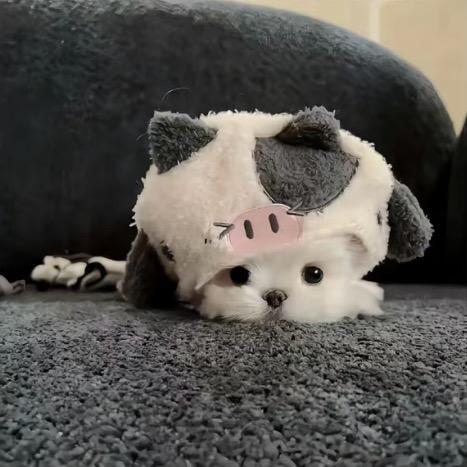 何以解忧