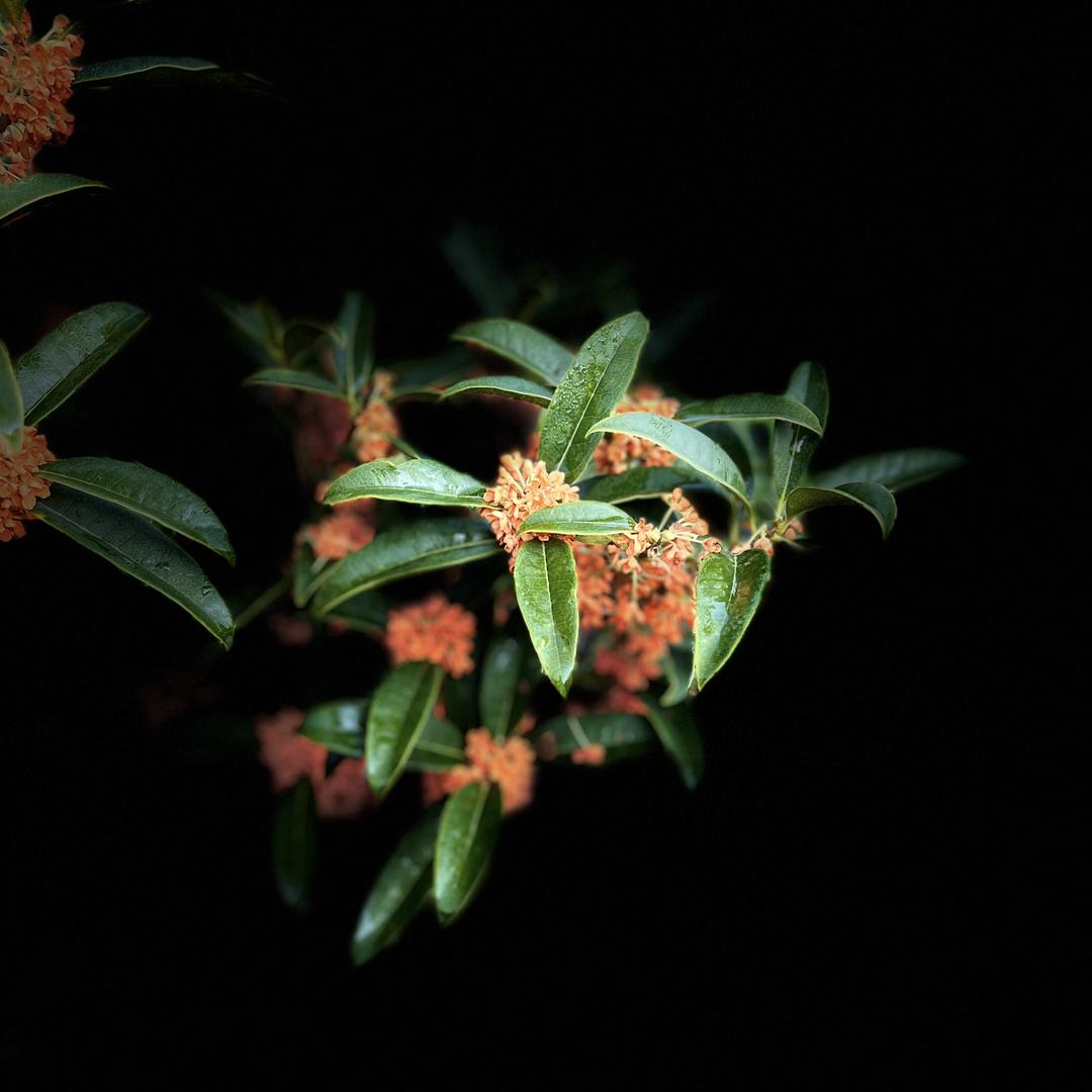 泉之燕桂花基地