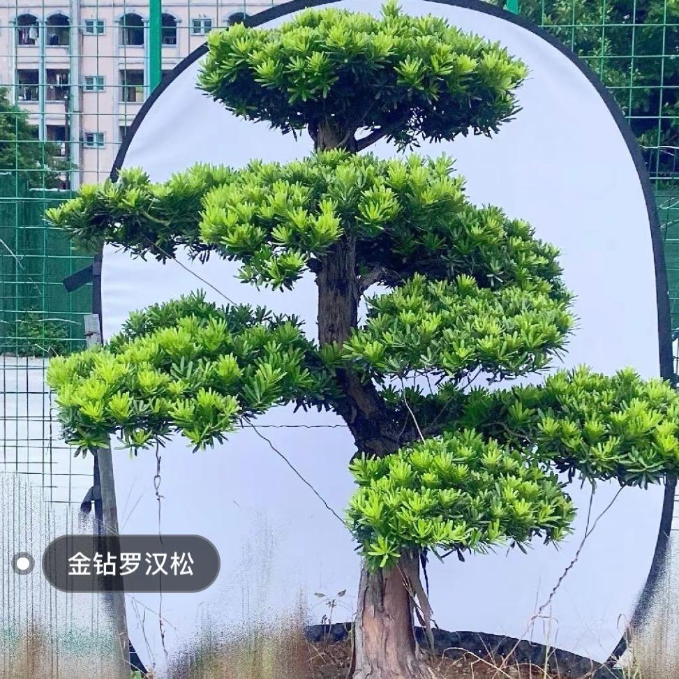 盛朵盆景基地直销