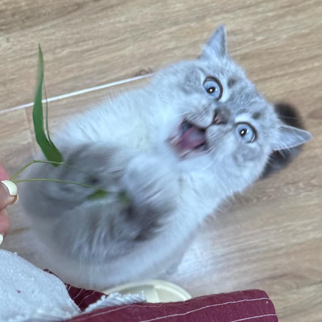 西西gogo