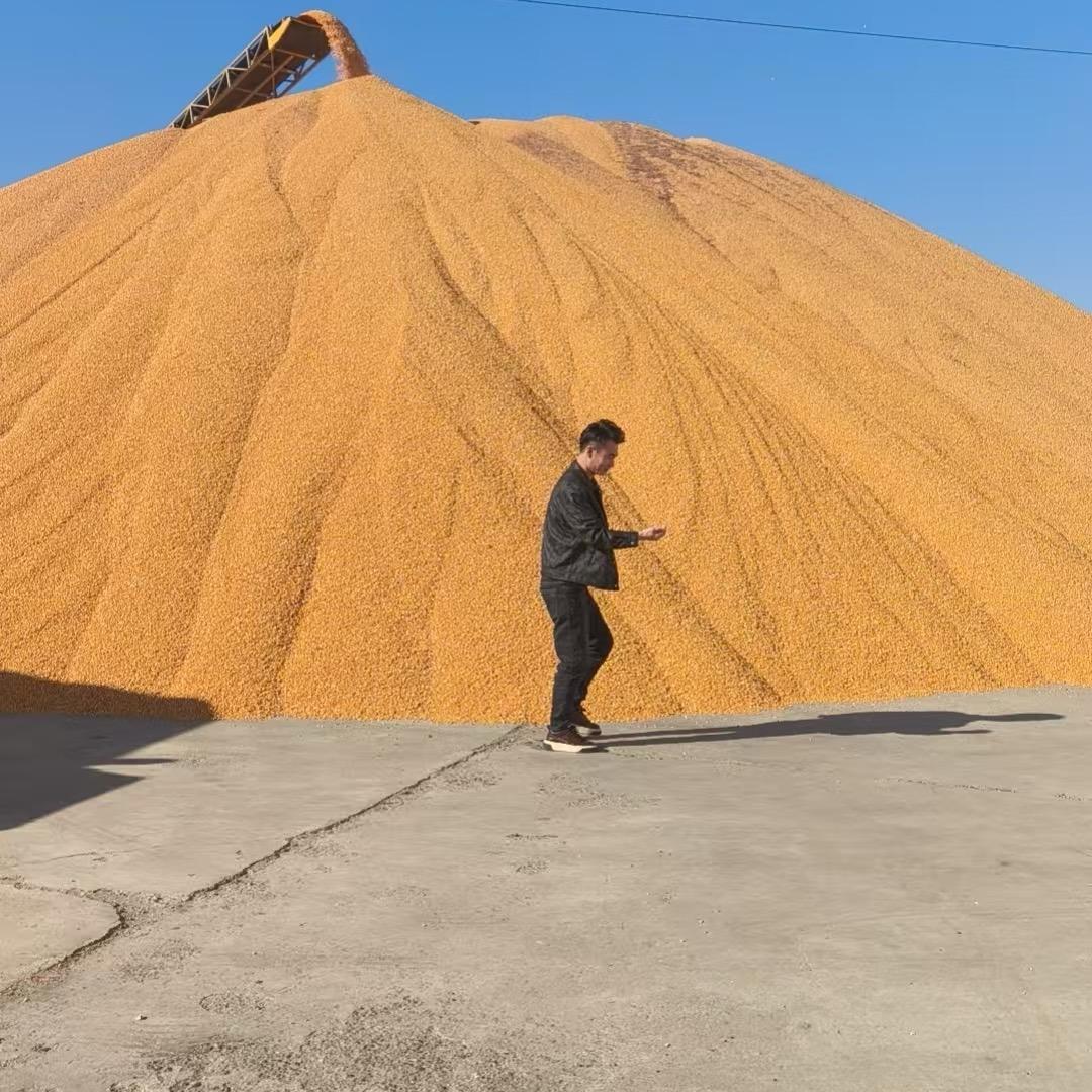 李飞 ｛粮食购销｝