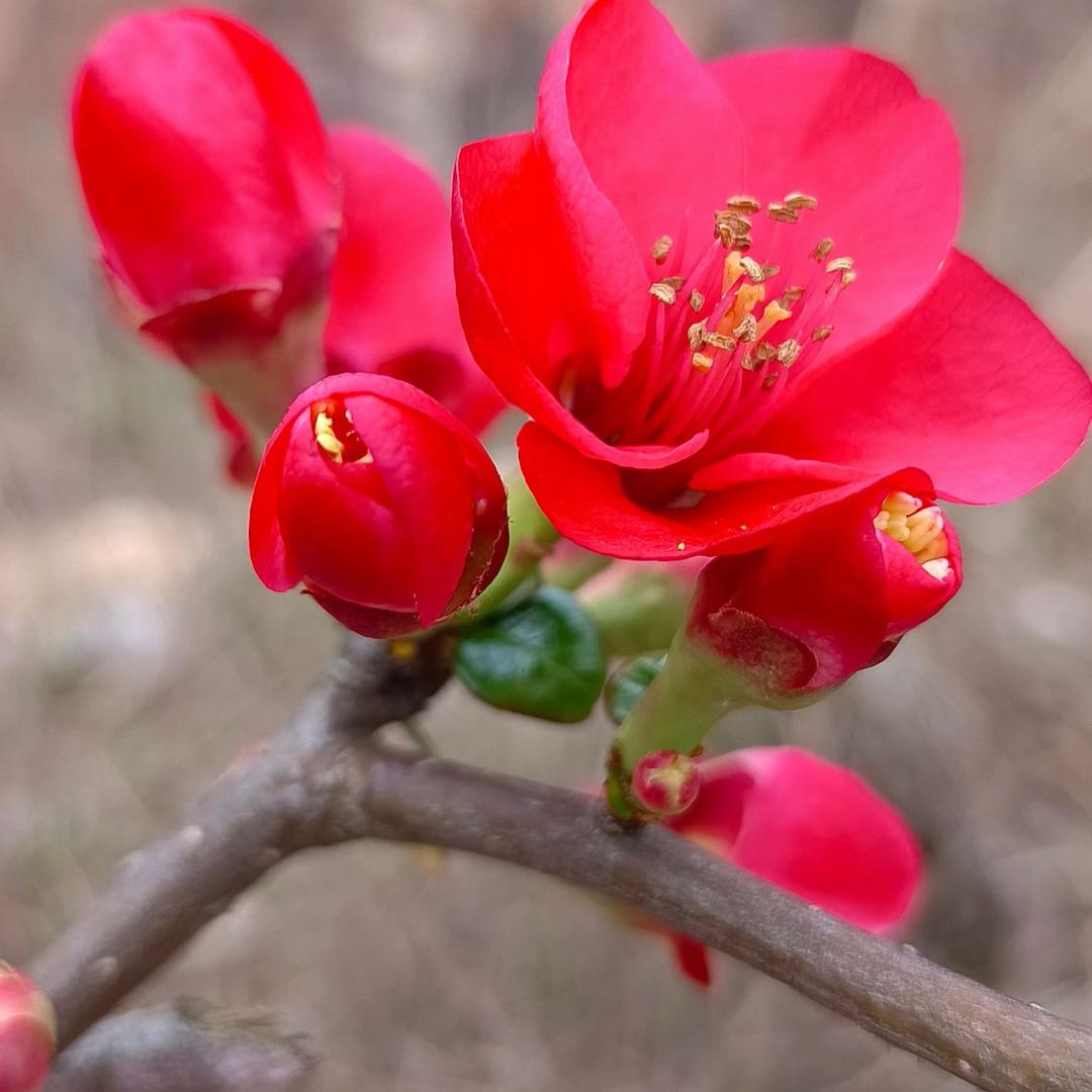 小小紫苏i
