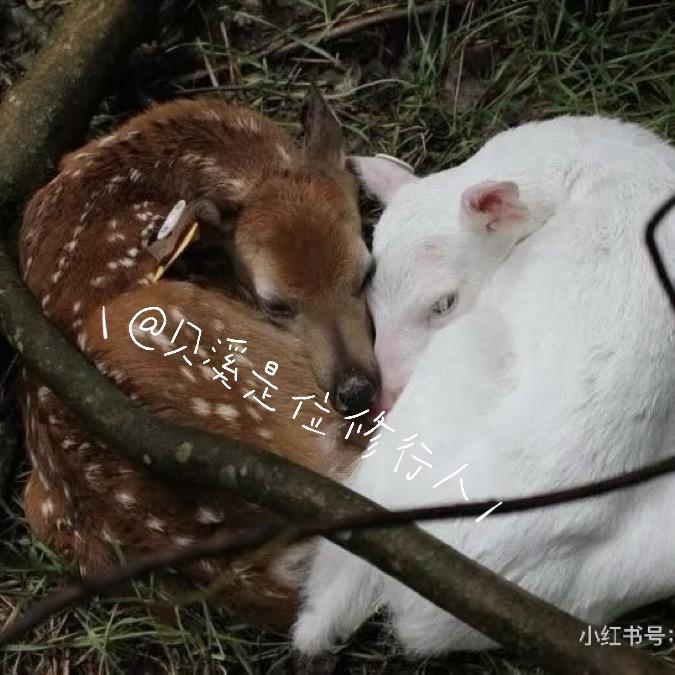 贝溪是位修行人