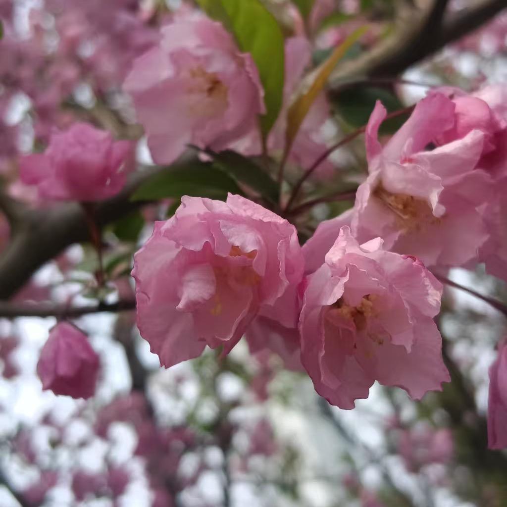 秋秋～