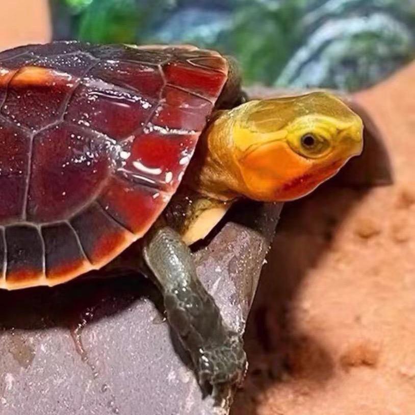 金色龟鳖养殖场（清货号）