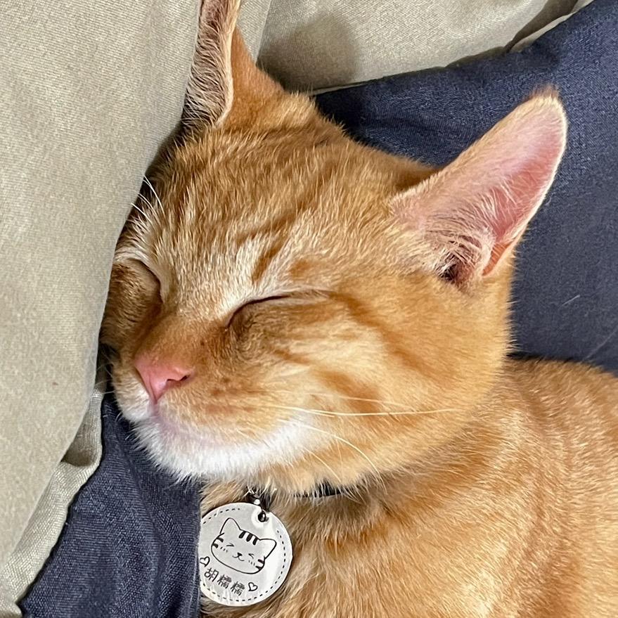 🐈糯糯