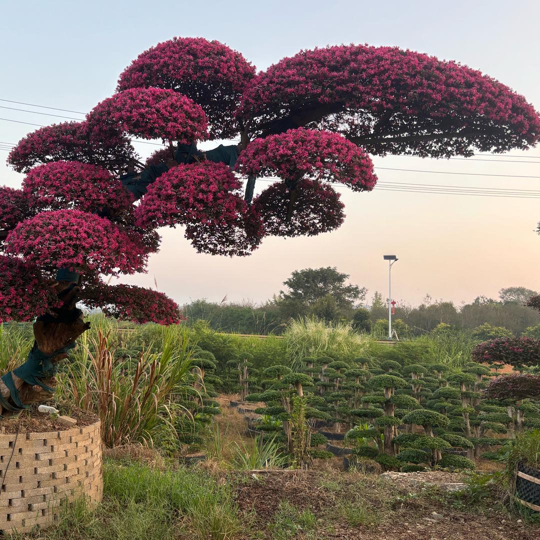 红花绿叶造型景观园林