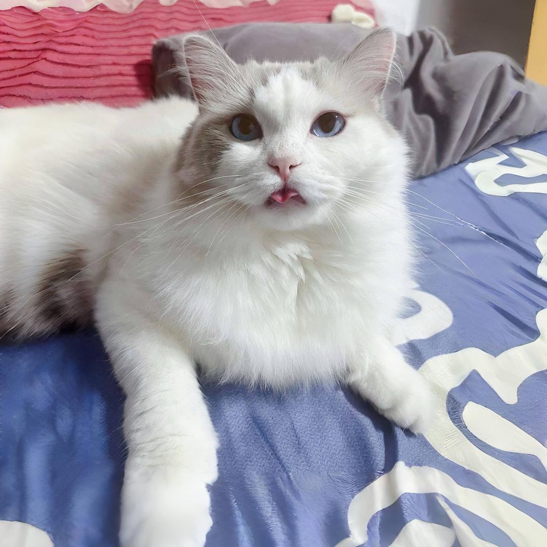 毛子毛子毛