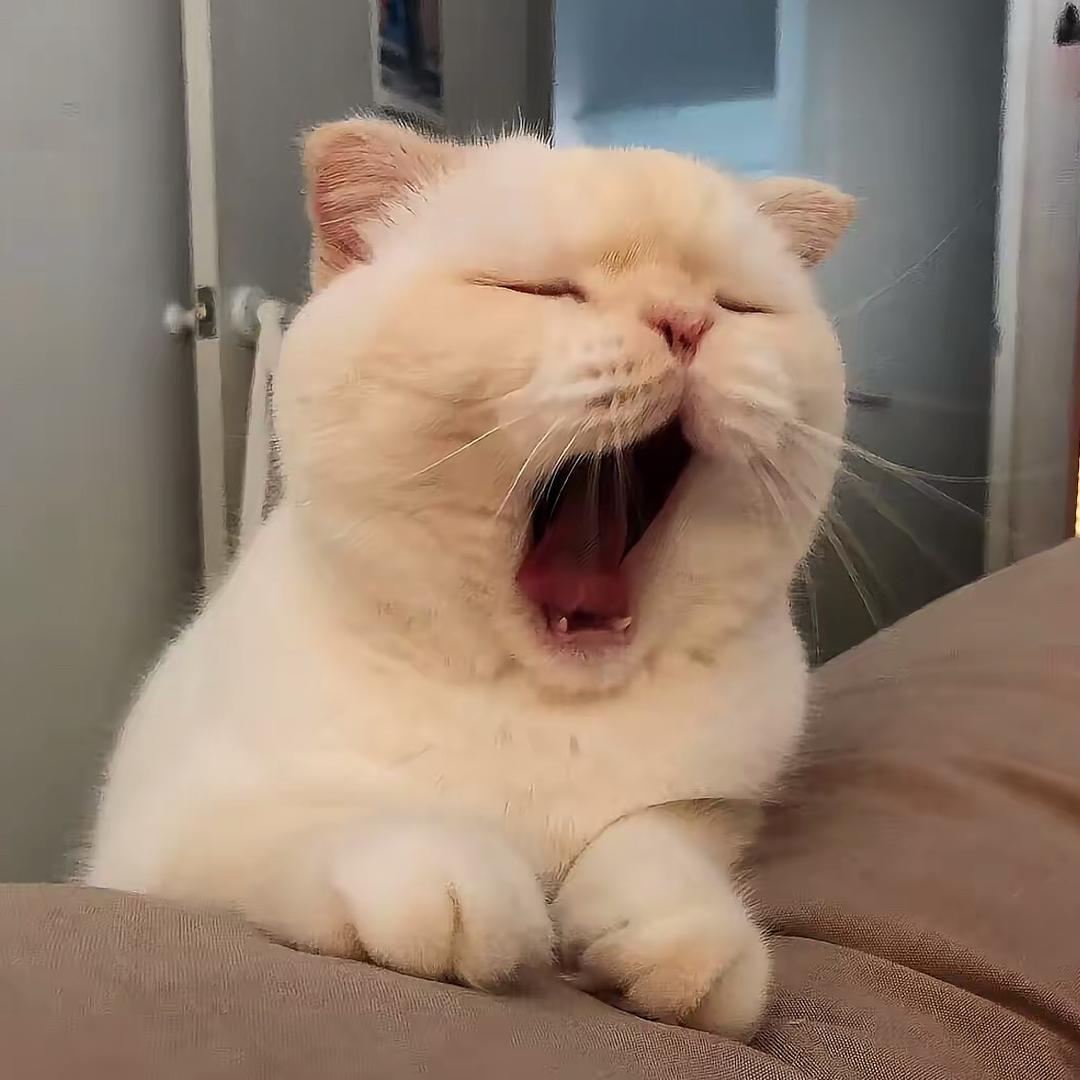 可可（暗区突围）