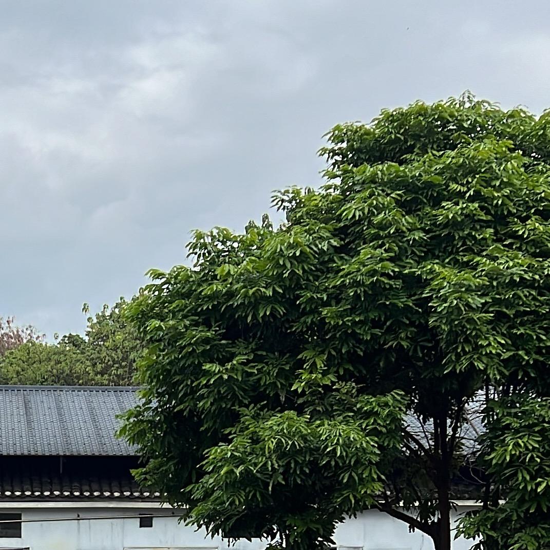 阅己有稻