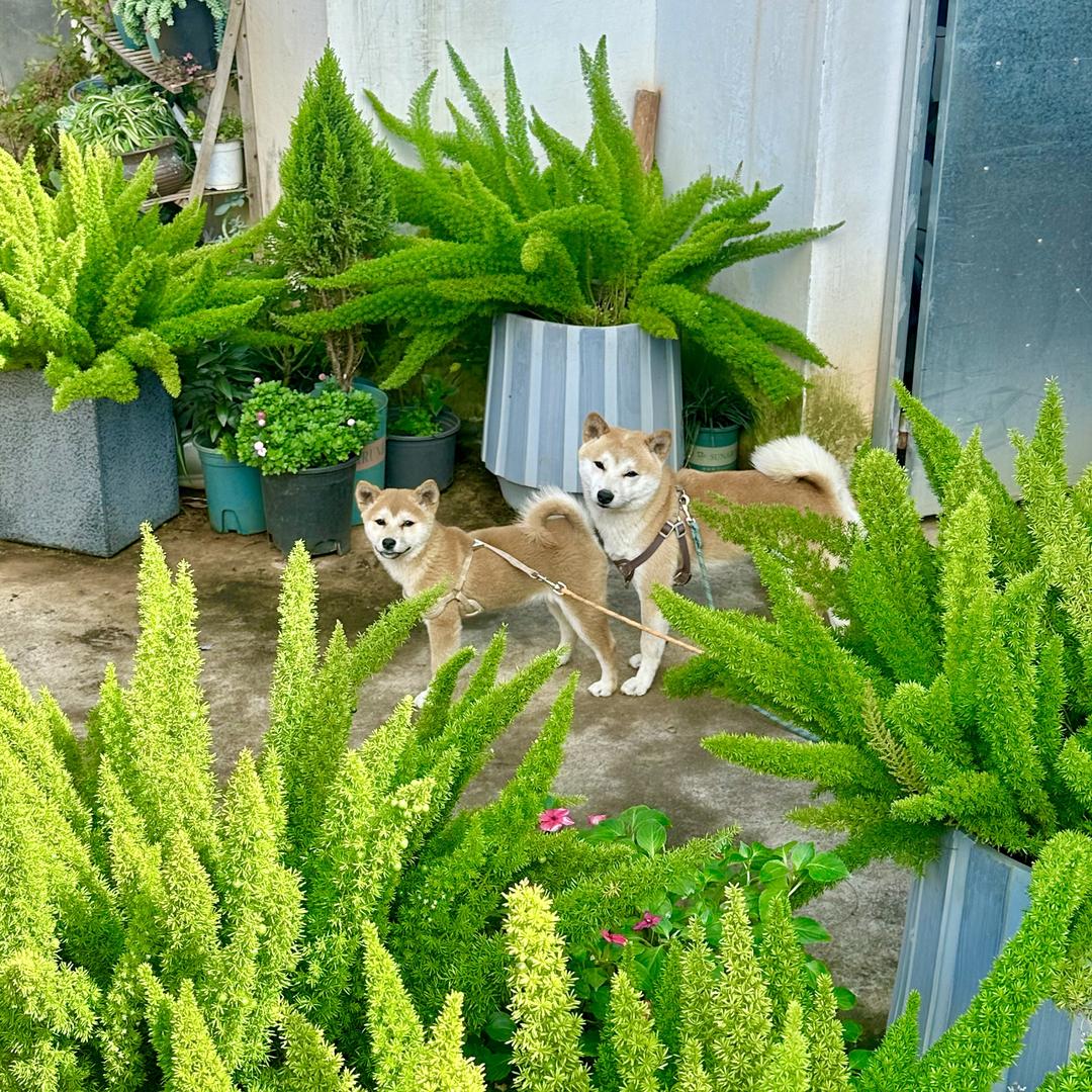花植妙语