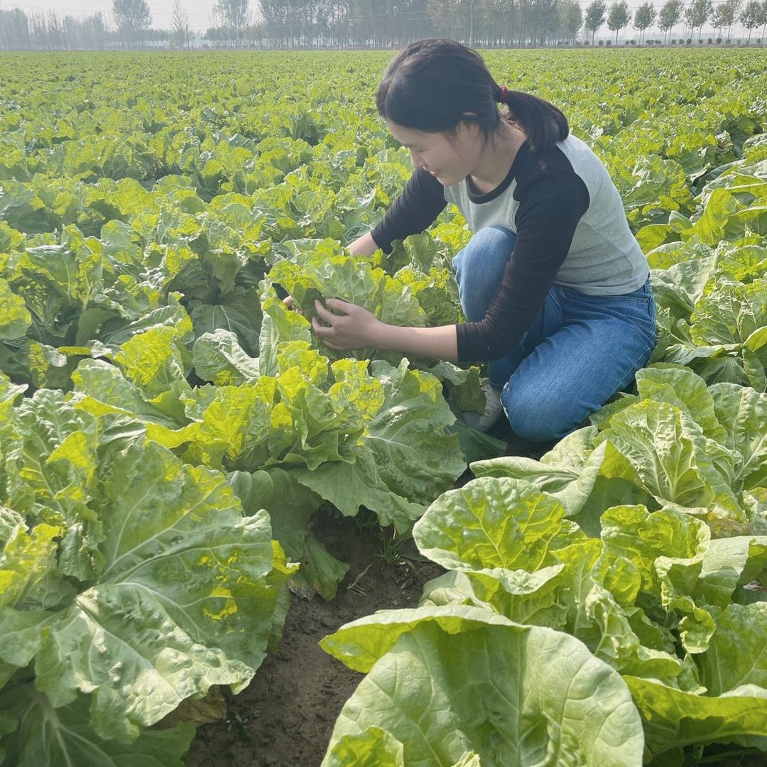 菜菜果蔬
