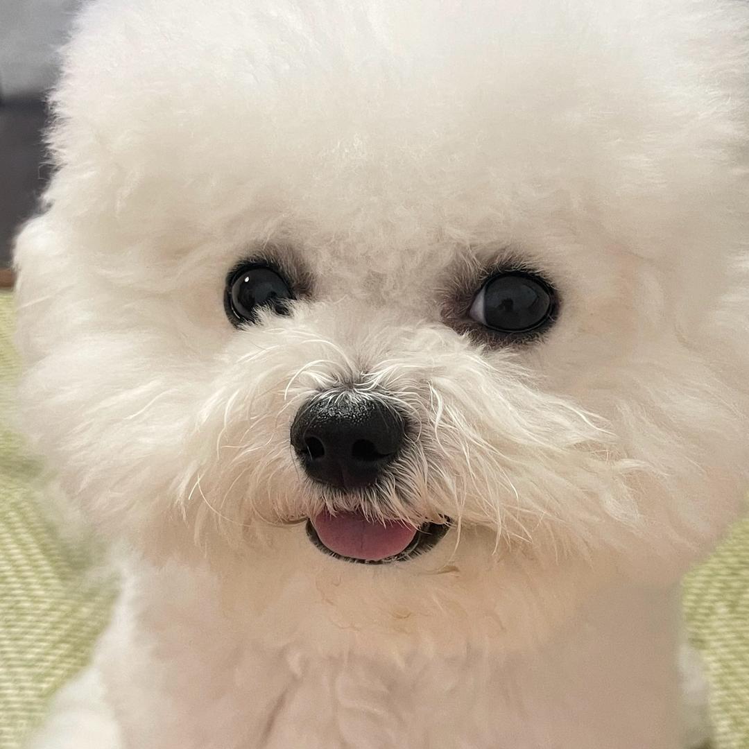 比熊小酱酱